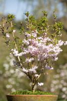 Prunus incisa 'Oshidori' - Dwarf flowering cherry in pot