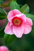 Camellia x williamsii 'Mary Christian' 