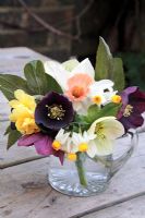 Winter posie in glass jug of Helleborus 'Slaty Blue', Helleborus 'Fibrex Wine Strain' with Narcissus 'Pink Charm', Narcissus 'Canaliculatus' and a double variety in March
