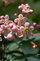 Sorbus cashmiriana pink-fruited