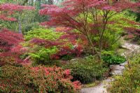 Pathway through Acer and Rhododendron in Spring - Exbury Gardens, Hampshire