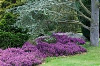 The Heather Gardens in Spring - Exbury Gardens, Hampshire