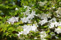 Rhododendron quinquefolium 'Five Arrows' - Exbury Gardens, Hampshire