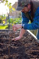 Planting autumn bare rooted raspberries 
