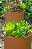 Lettuce 'Little Gem Improved' growing in sections of terracotta flue liner used as pots, with copper strips around lower section to prevent slugs and snails attacking the plants