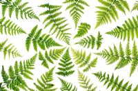 Dryopteris Affinis - Scaly Male Fern leaf pattern on white background