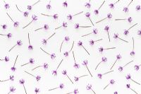 Allium hollandicum 'Purple Sensation' - Flower pattern on white background