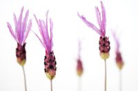 Lavandula Stoechas - French lavender 'Papillon' against a white background