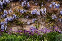 Wisteria floribunda 'Burford' and Allium flowerbed at Waterperry Gardens, Oxfordshire