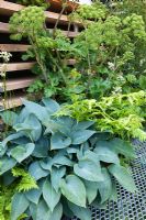 Hosta, Angelica archangelica, Luzula nivea and Dryopteris with industrial scaffold boards and metal mesh walkway in The Eco Chic Garden, sponsored by Helios - Gold medal winner for Best Urban Garden at RHS Chelsea Flower Show 2009