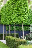 Espaliered Carpinus betulus, Hornbeam and Taxus baccata, Yew hedges in The Daily Telegraph Garden, sponsored by The Daily Telegraph - Gold medal winner at RHS Chelsea Flower Show 2009