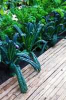 Kale varieties including Brassica oleracea 'Nero di Toscana' with a wooden path in The Marshalls Living Street Garden, sponsored by Marshalls plc - Silver-Gilt Flora medal winner at RHS Chelsea Flower Show 2009
