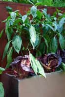 Capsicum frutescens and lettuce growing in a metal planter in the Freshly Prepped by Aralia, sponsored by Pawley and Malyon, Heather Barnes, Attwater and Liell - Silver Flora medal winner for Courtyard Garden at RHS Chelsea Flower Show 2009 
