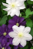 Clematis 'Kingfisher' and 'Ice Blue' - RHS Chelsea Flower Show 2009