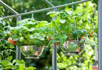 Outdoor kitchen colanders used as hanging baskets, planted with strawberries - Freshly Prepped by Aralia, sponsored by Pawley and Malyon, Heather Barnes, Attwater and Liell - Silver Flora medal winner for Courtyard Garden at RHS Chelsea Flower Show 2009 
