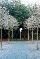 'Elizabeth's Walk' with Corylus colurna avenue and 'Bird on Telegraph Pole' by Anne Warham. Veddw House Garden, February 