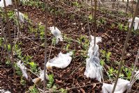Young peas growing in rows with dead leaves used as a mulch, string and white cloth used to scare and protect against birds