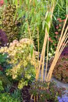 Aureosulcata f. spectabilis Golden Grove Bamboo at Four Seasons NGS, Staffordshire.