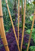 Phyllostachis aureosulcata f. spectabilis - Golden Grove Bamboo at Four Seasons, NGS garden, Staffordshire