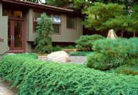 Japanese influenced design for this suburban Boston garden, pines planted in gravel beds