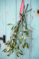 Mistletoe on shed door
