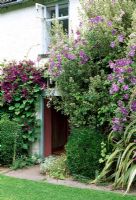 Front door with Clematis Viticella on left and Clematis 'Perle d'Azur' on the right - Lower House, Cusop, Near Hay-On-Wye