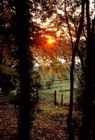 Sunset through the trees with gate into nursery - Highfield Hollies, Liss, Hampshire 