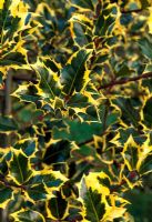 Ilex aquifolium 'Madam Briot' - Highfield Hollies, Liss, Hampshire