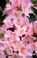 Rhododendron 'Cunningham's Blush'
