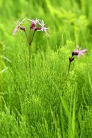 Lychnis flos-cuculi amongst Hippuris vulgaris - Ragged Robin and Marestail in wild meadow planting