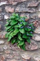 Pentaglossis sempervirens - Green Alkanet growing out of a wall
