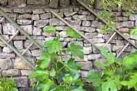 Old wooden ladders on a stone wall and young fig trees, Ficus carica
