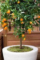 Orange tree in a stone planter