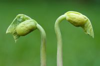 Phaseolus vulgaris - Germinated borlotti bean shoots
