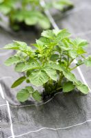 Potato plants growing under plastic in a vegetable patch