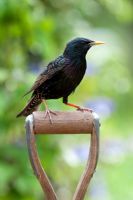 Sturnus vulgaris - Starling on a wooden spade handle
