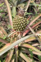 Ananas comosus 'Queen' - Pineapple 