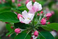 Malus 'Red Falstaff' - Apple blossom