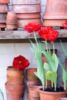 Tulipa 'Electra' in vintage terracotta pot on potting bench
