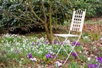 Metal chair in border with Galanthus nivalis and Crocus tomassinianus