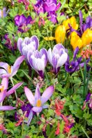Corydalis, Crocus vernus 'Pickwick', Crocus tomassinianus roseus and Iris reticulata 'Violet Beauty' 