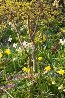 Mixed Spring border with Narcissus lerchensporn, Corydalis, Helleborus orientalis, Narcissus cylamineus 'February Gold' and Narcissus 'Professor Einstein' 