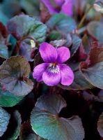 Viola riviniana - Purpurea Group. syn. Viola riviniana 'Purpurea' 