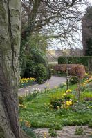 Path and Narcissus at Coopers Millenium Garden, Lichfield