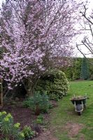 Wheelbarrow beside border in Spring at Whit Lenge Gardens