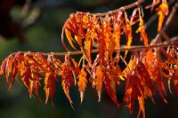 Rhus typhina 'Dissecta' - Stag's Horn Sumach in Autumn - North America 