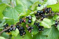 Ribes nigrum 'Ben Tirran' - Blackcurrant berries
