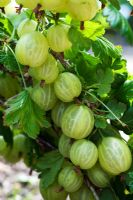 Ribes uva crispa var reclinatum 'Invicta' - Gooseberries