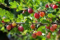 Ribes uva crispa 'Hinnomakii Red' - Gooseberries