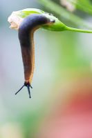 Arion hortensis - Garden slug on a dead campanula flower in an english garden